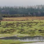 New Forest aerial view