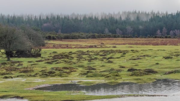 New Forest aerial view