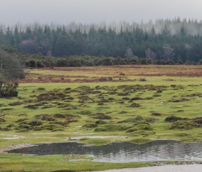 New Forest aerial view