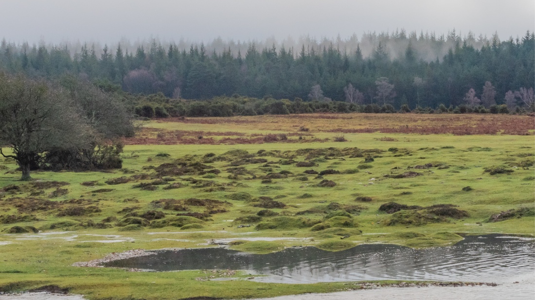 New Forest aerial view